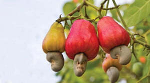 Benefits of cashew nuts