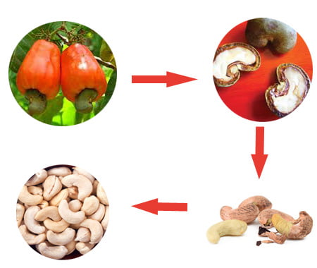 Expensive cashew nut