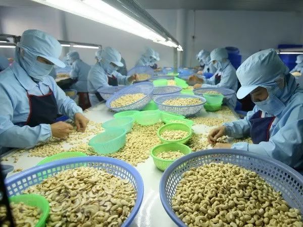 Cashew nut processing inducstry in vietnam