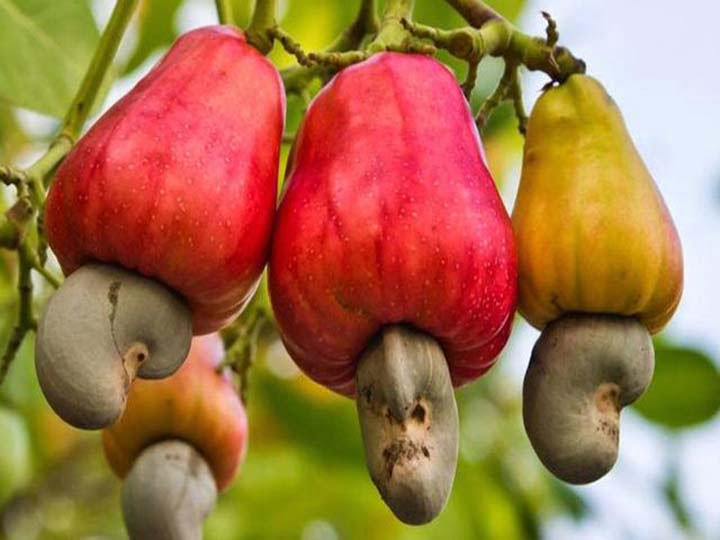 Cashew nuts in india